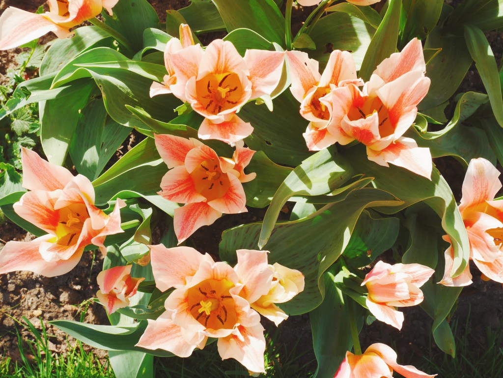 Tulipes Breuil