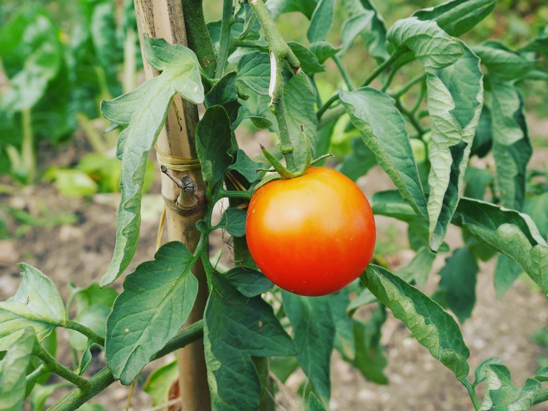 tomates potager